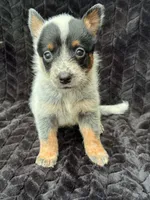 Full Mask Female, a female Australian Cattle Dog for sale in State Road, NC – 1 of 2