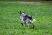Ledoux, a male Australian Cattle Dog for sale in State Road, NC – 2 of 5