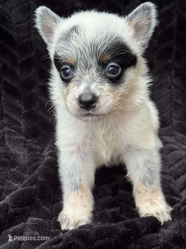 Full Mask Male – Australian Cattle Dog puppy for sale in State Road, NC