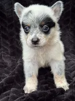 Full Mask Male, a male Australian Cattle Dog for sale in State Road, NC – 1 of 2