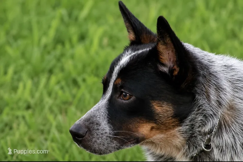 Ledoux – Australian Cattle Dog puppy for sale in State Road, NC