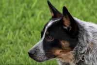 Ledoux, a male Australian Cattle Dog for sale in State Road, NC – 1 of 5