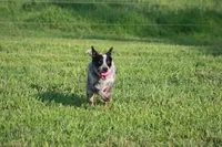 Ledoux, a male Australian Cattle Dog for sale in State Road, NC – 5 of 5
