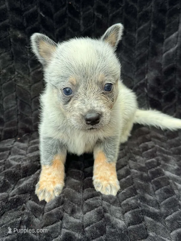 Plain Face Male – Australian Cattle Dog puppy for sale in State Road, NC