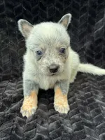 Plain Face Male, a male Australian Cattle Dog for sale in State Road, NC – 1 of 3