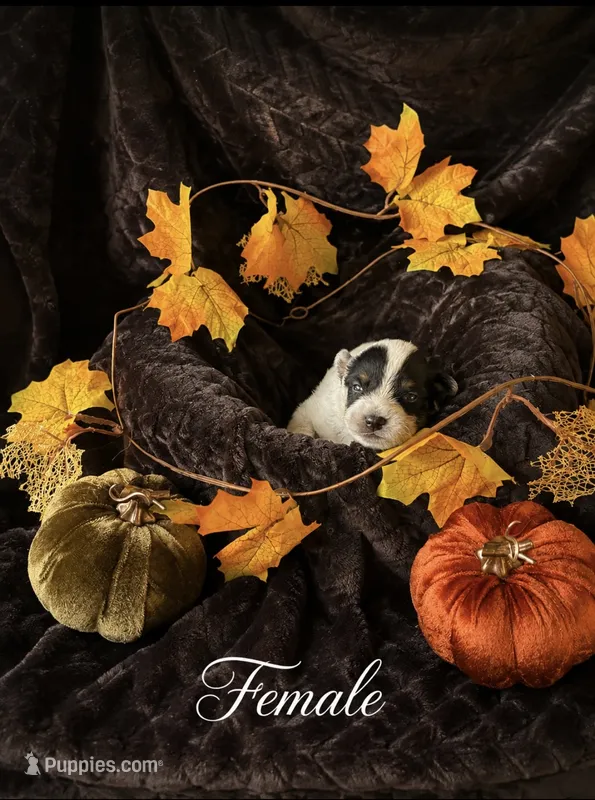 Six M Cattle Dogs – Australian Cattle Dog puppy for sale in State Road, NC