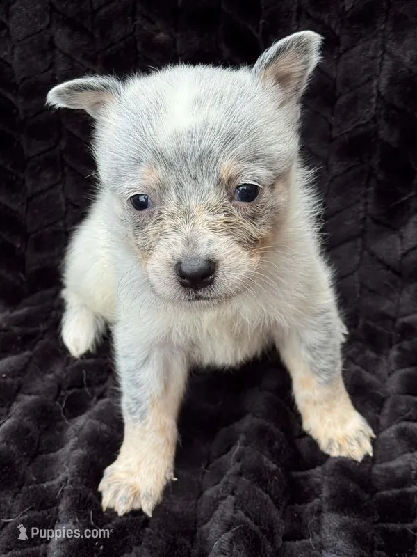 Plain Face Female – Australian Cattle Dog puppy for sale in State Road, NC