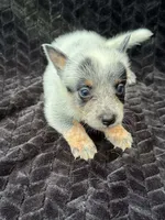 Full Mask Male #2, a male Australian Cattle Dog for sale in State Road, NC – 2 of 4