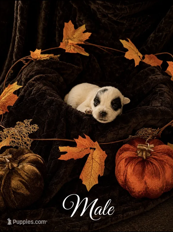 Six M Cattle Dogs – Australian Cattle Dog puppy for sale in State Road, NC