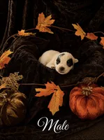 Six M Cattle Dogs, a male Australian Cattle Dog for sale in State Road, NC – 1 of 1