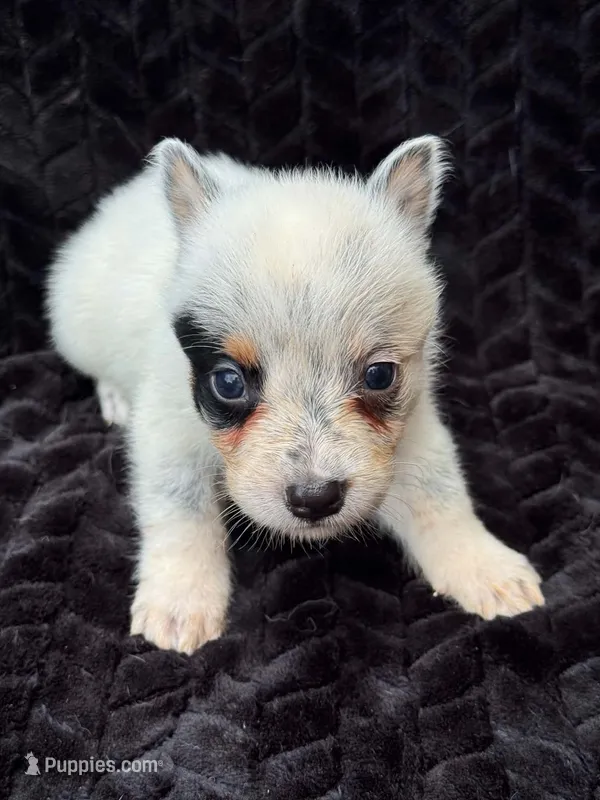 Half Masked Male – Australian Cattle Dog puppy on hold in State Road, NC