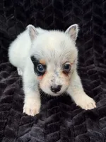 Half Masked Male, a male Australian Cattle Dog for sale in State Road, NC – 1 of 2