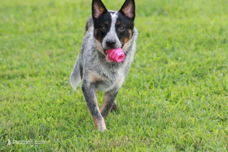 Ledoux – Australian Cattle Dog puppy for sale in State Road, NC
