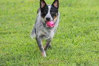 Ledoux, a male Australian Cattle Dog for sale in State Road, NC – 3 of 5