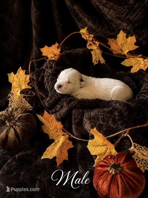 Six M Cattle Dogs – Australian Cattle Dog puppy for sale in State Road, NC