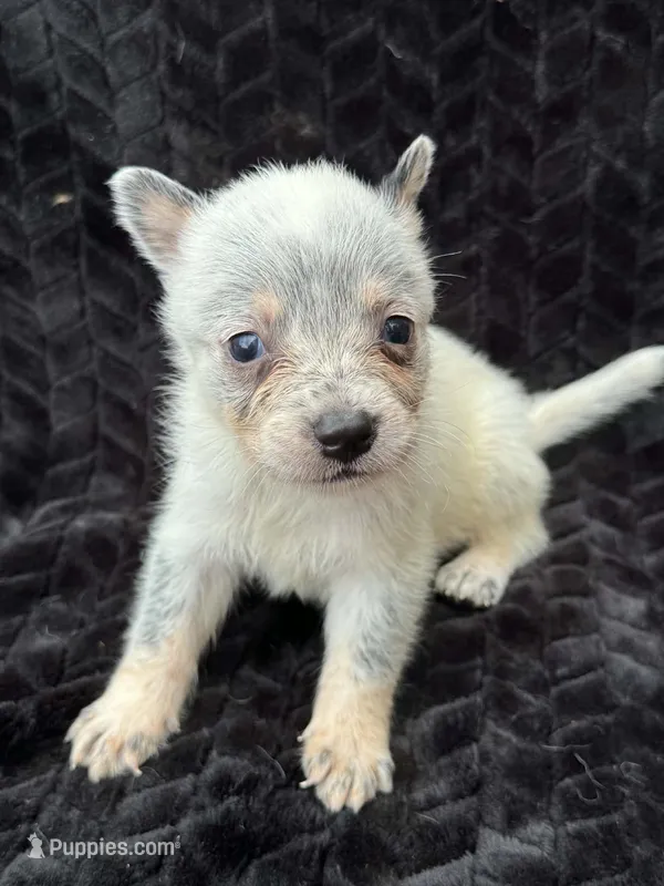 Plain Face Male – Australian Cattle Dog puppy for sale in State Road, NC