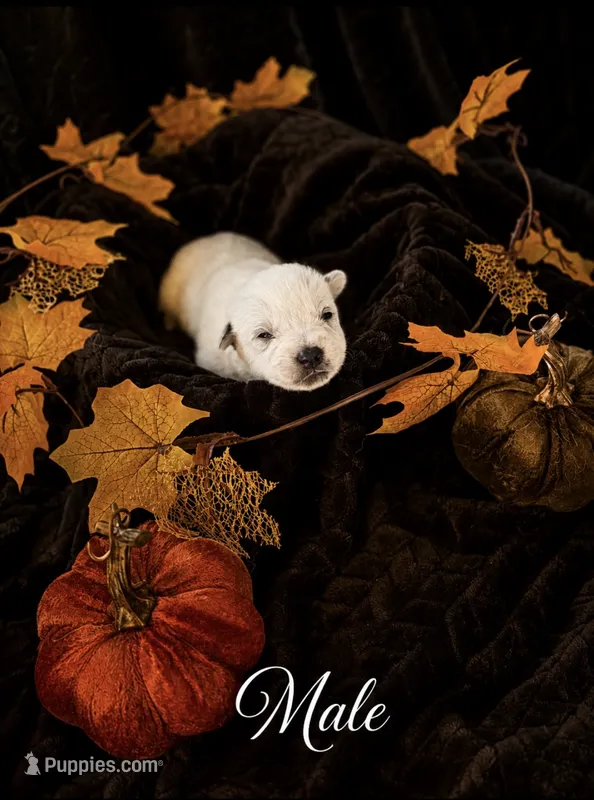 Six M Cattle Dogs – Australian Cattle Dog puppy for sale in State Road, NC