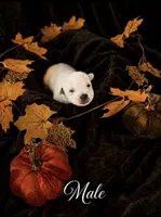 Six M Cattle Dogs, a male Australian Cattle Dog for sale in State Road, NC – 1 of 1