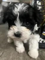 Salt (brother was pepper!), a male Maltese and Yorkshire Terrier for sale in Hutchinson, MN – 2 of 3