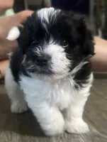 Mr. "Biggins" , a male Maltese and Yorkshire Terrier for sale in Hutchinson, MN – 2 of 3