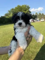 Salt (brother was pepper!), a male Maltese and Yorkshire Terrier for sale in Hutchinson, MN – 1 of 3