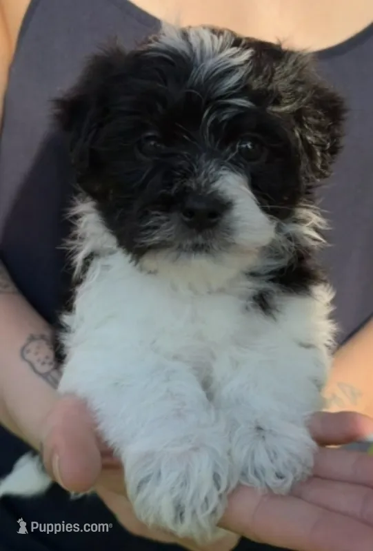 Mr. "Biggins"  – Maltese, Yorkshire Terrier puppy for sale in Hutchinson, MN