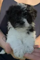 Mr. "Biggins" , a male Maltese and Yorkshire Terrier for sale in Hutchinson, MN – 1 of 3