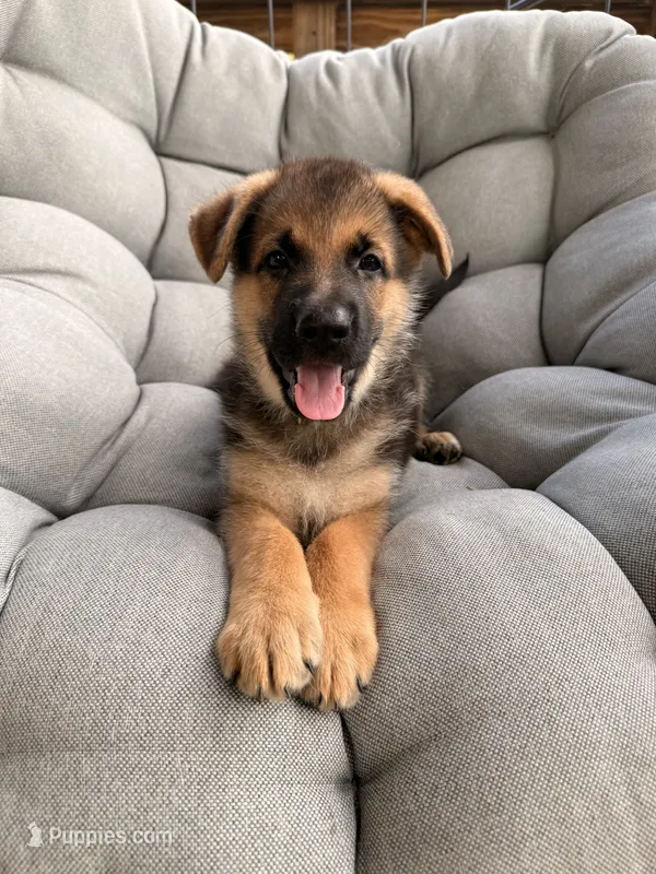Max – German Shepherd Dog puppy for sale in Waycross, GA
