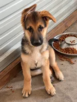Miley, a female German Shepherd Dog for sale in Gallipolis, OH – 2 of 7