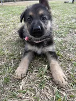Marley, a female German Shepherd Dog for sale in Waycross, GA – Photo 1 of 8