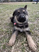 Marley, a female German Shepherd Dog for sale in Waycross, GA – Photo 3 of 8