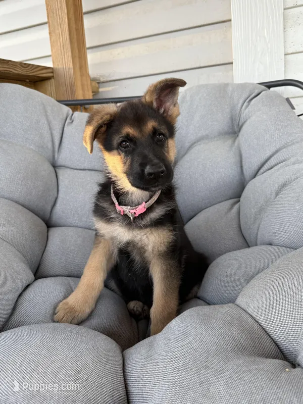 Marley – German Shepherd Dog puppy for sale in Waycross, GA