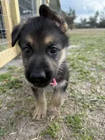 Marley, a female German Shepherd Dog for sale in Waycross, GA – Photo 4 of 8