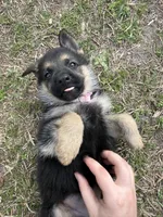 Marley, a female German Shepherd Dog for sale in Waycross, GA – Photo 5 of 8