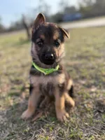 Grace, a female German Shepherd Dog for sale in Waycross, GA – Photo 1 of 6