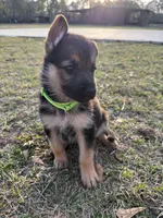 Grace, a female German Shepherd Dog for sale in Waycross, GA – Photo 3 of 6