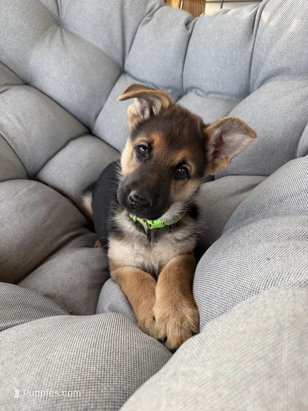 Grace – German Shepherd Dog puppy for sale in Waycross, GA