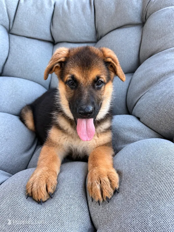 Millie – German Shepherd Dog puppy for sale in Waycross, GA