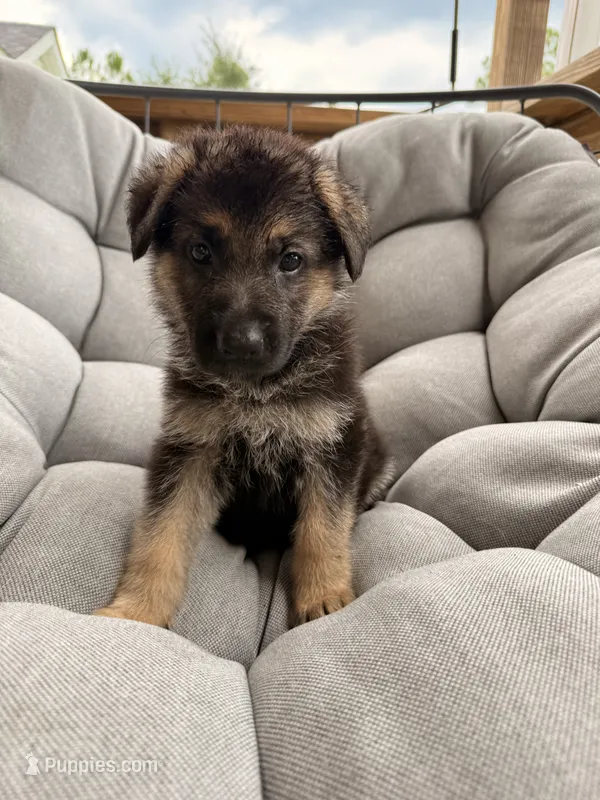 Maverick – German Shepherd Dog puppy for sale in Waycross, GA