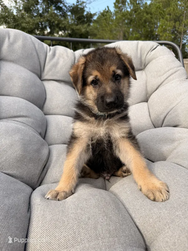 Milo – German Shepherd Dog puppy for sale in Waycross, GA