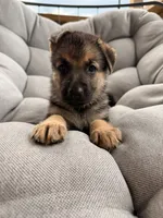 Millie, a female German Shepherd Dog for sale in Waycross, GA – 3 of 7