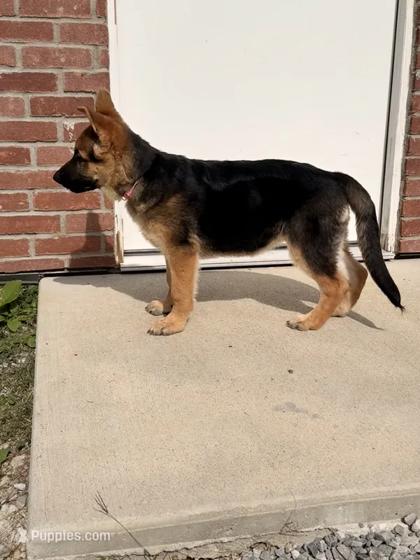 Millie – German Shepherd Dog puppy for sale in Gallipolis, OH