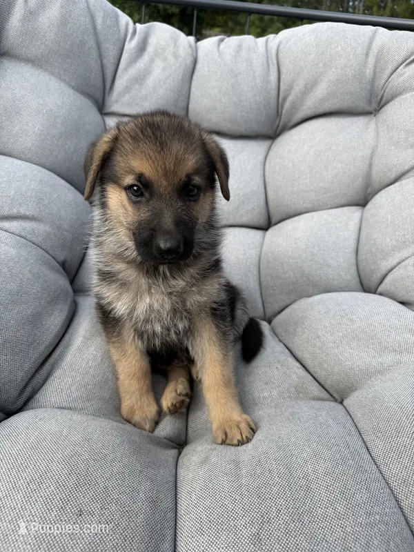 Maddox – German Shepherd Dog puppy for sale in Waycross, GA