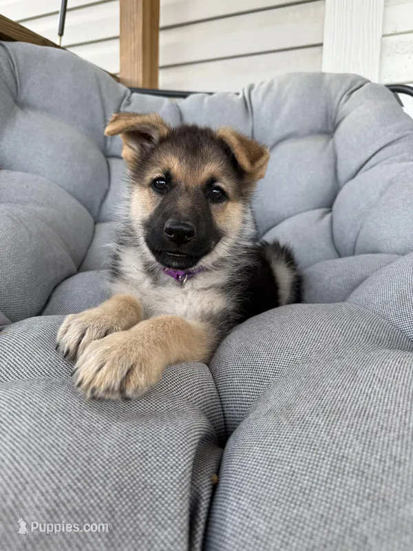 Ivy – German Shepherd Dog puppy for sale in Waycross, GA