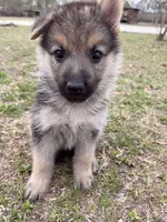 Ivy, a female German Shepherd Dog for sale in Waycross, GA – Photo 3 of 6