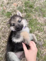 Ivy, a female German Shepherd Dog for sale in Waycross, GA – Photo 2 of 6