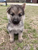 Ivy, a female German Shepherd Dog for sale in Waycross, GA – Photo 1 of 6