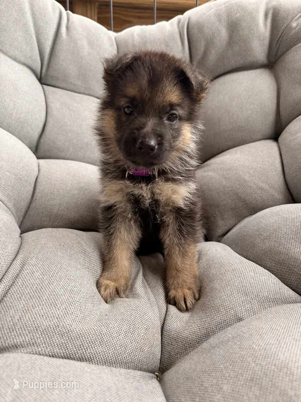 Maisie – German Shepherd Dog puppy for sale in Waycross, GA