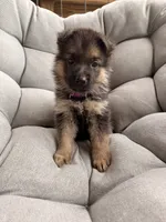 Maisie, a female German Shepherd Dog for sale in Waycross, GA – 1 of 5