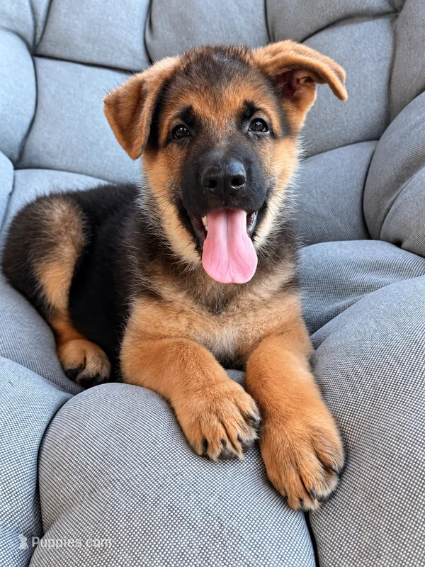 Max – German Shepherd Dog puppy for sale in Waycross, GA